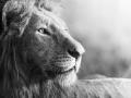 a lion in black and white